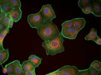 1691033513307703.jpg ede92c85aa95c3cb8ff022378b3d0484.jpg