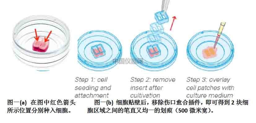 傷口愈合／細胞劃痕實驗新方法－如何劃出筆直均一的劃痕
