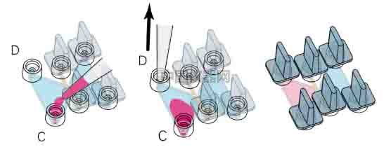 細(xì)胞趨化實(shí)驗(yàn)新方法（二）--實(shí)時(shí)觀察細(xì)胞動(dòng)態(tài)