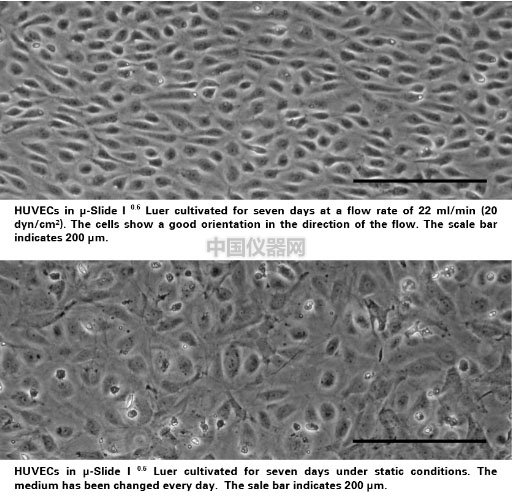 流體剪切力實驗：流體環(huán)境下的HUVEC細(xì)胞培養(yǎng)，真實還原體內(nèi)環(huán)境