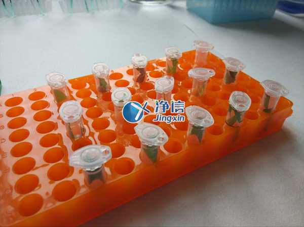 超高通量組織研磨儀