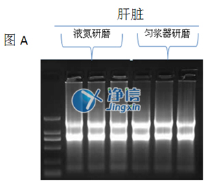 液氮研磨和勻漿器研磨效果