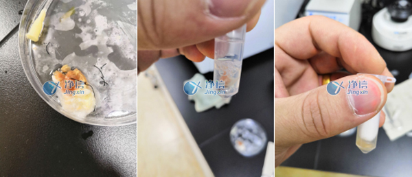 樣品研磨效果圖